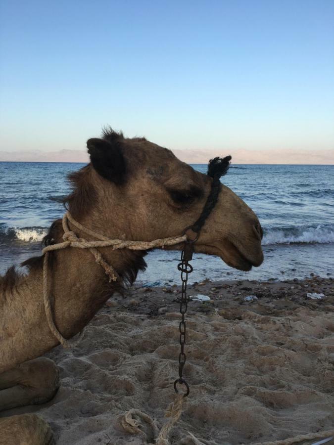 Hotel Sina Star Camp Nuweiba` Zewnętrze zdjęcie